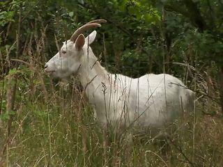 Babe Julia de Lucia in den Arsch gefickt